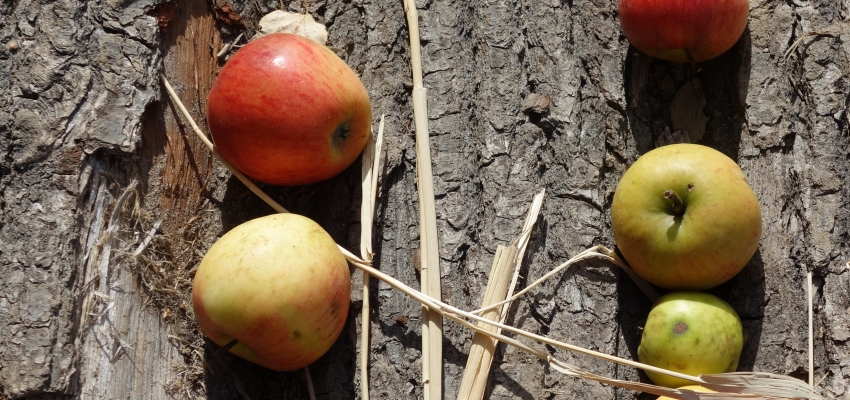 Foto von Äpfel und Baumrinde