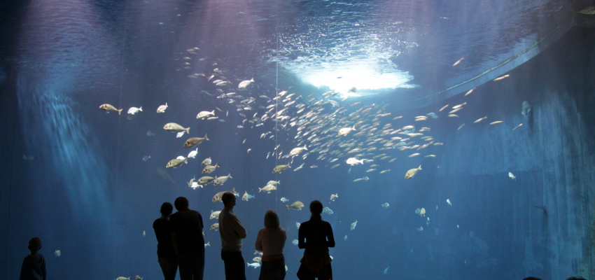 Foto eines großen Aquarium mit Besuchern
